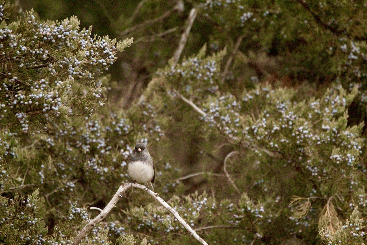 Junco Ojioscuro (hyemalis/carolinensis) - ML611058783