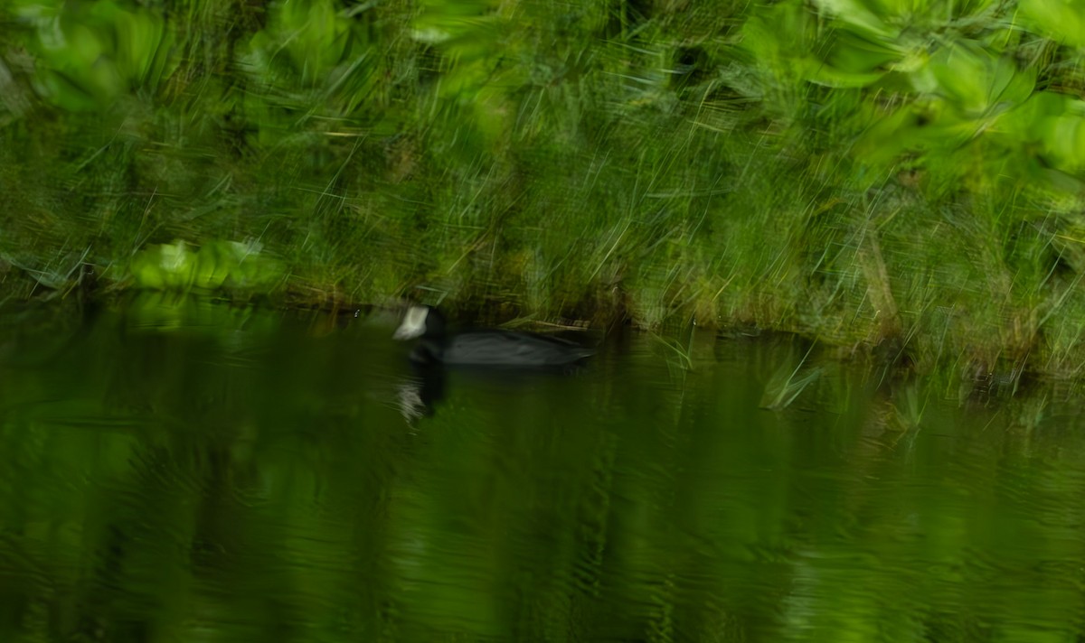 Hawaiian Coot - ML611058927