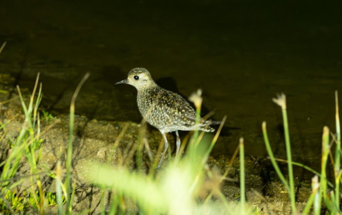 Tundra-Goldregenpfeifer - ML611058935