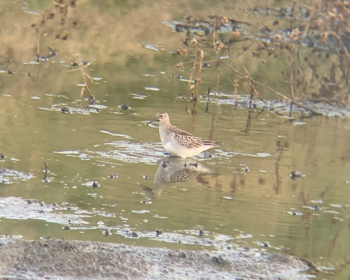 Pectoral Sandpiper - Shane Murphy