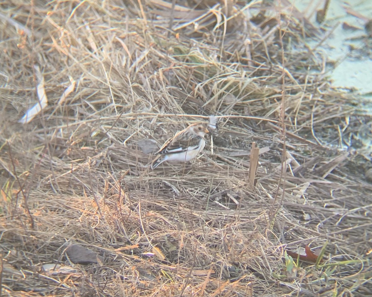 Snow Bunting - ML611059038