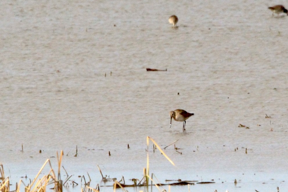 Hudsonian Godwit - ML611059093