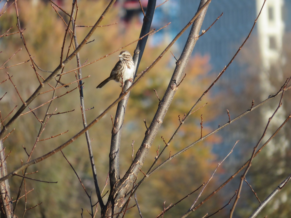 Song Sparrow - ML611059094