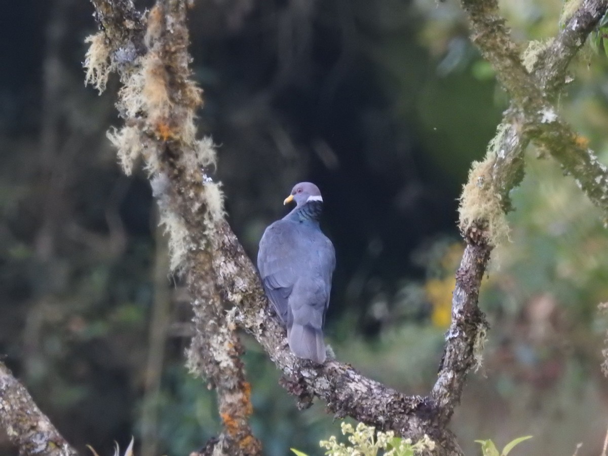 Band-tailed Pigeon - César María Aguilar Gómez