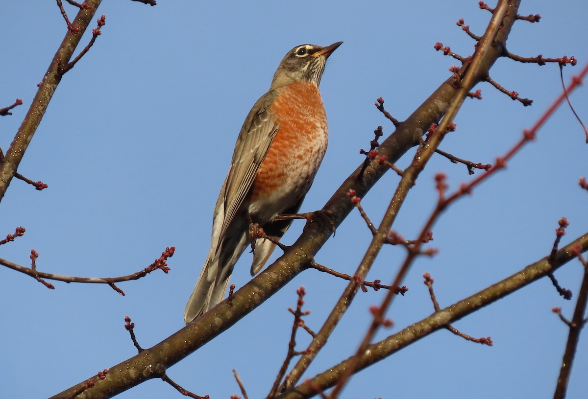 American Robin - ML611059275