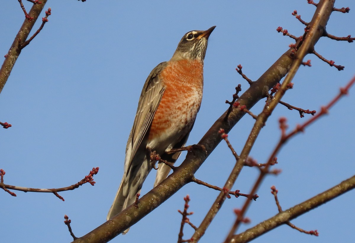 American Robin - ML611059287