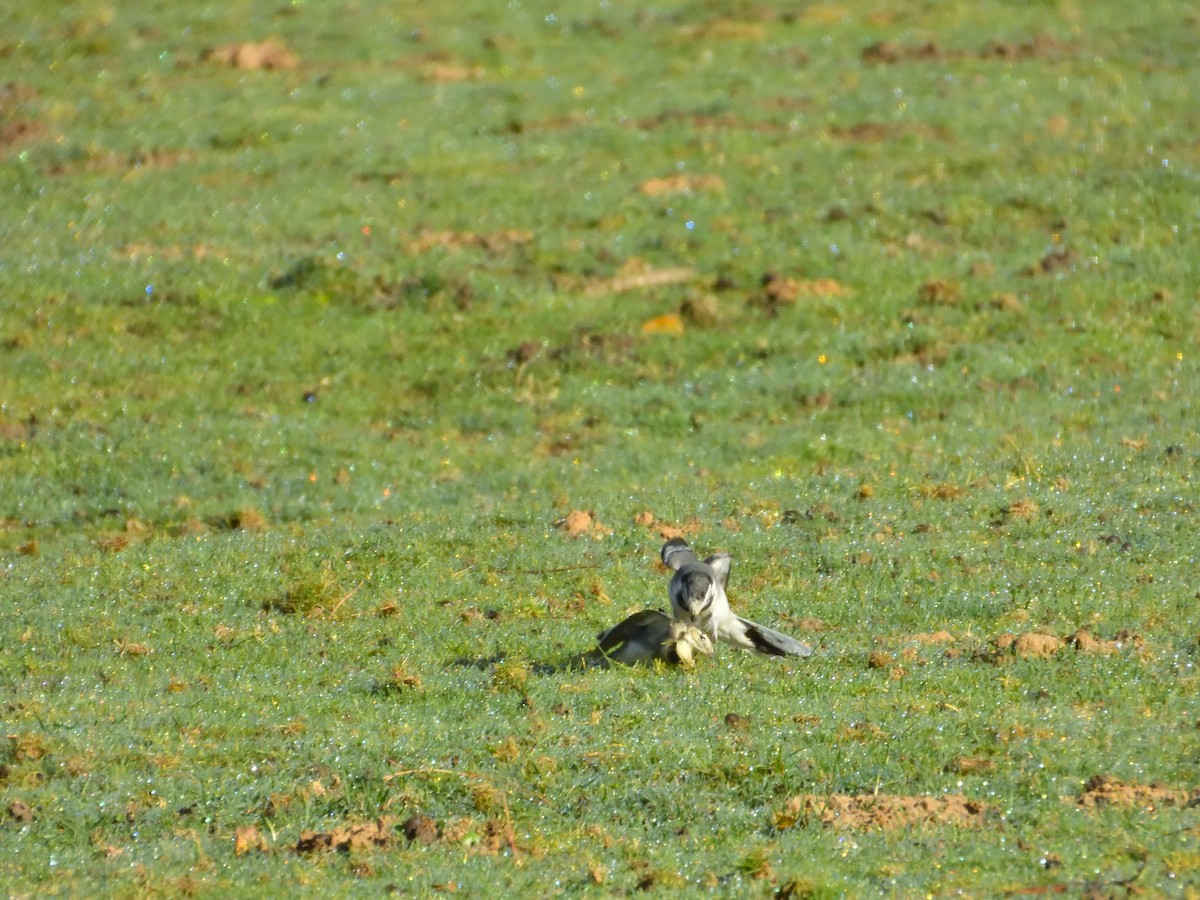 White Wagtail - ML611059304