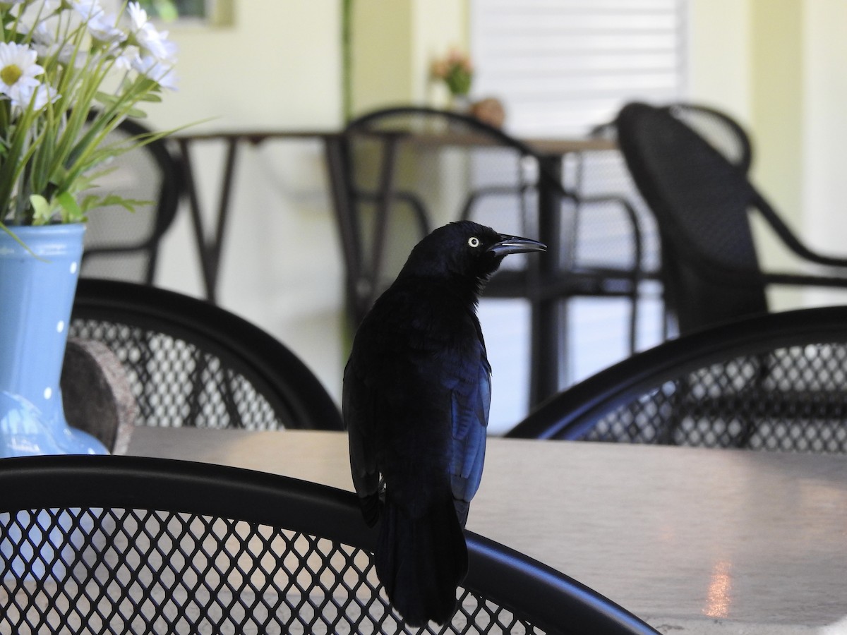 Greater Antillean Grackle - ML611059402