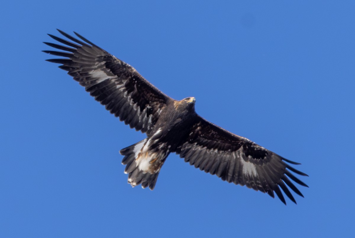 Steinadler - ML611059406