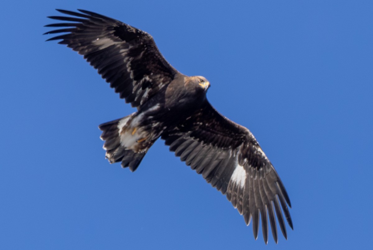 Steinadler - ML611059414