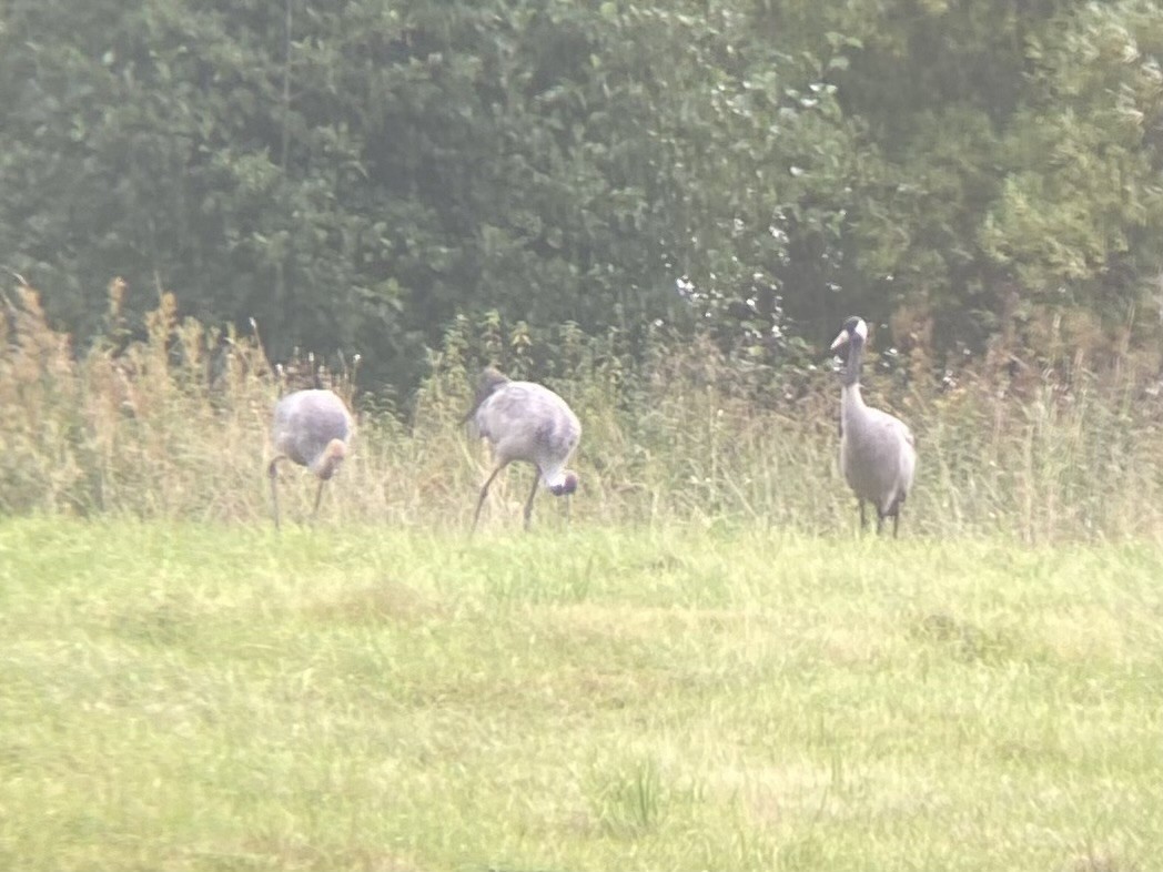 Common Crane - ML611059449