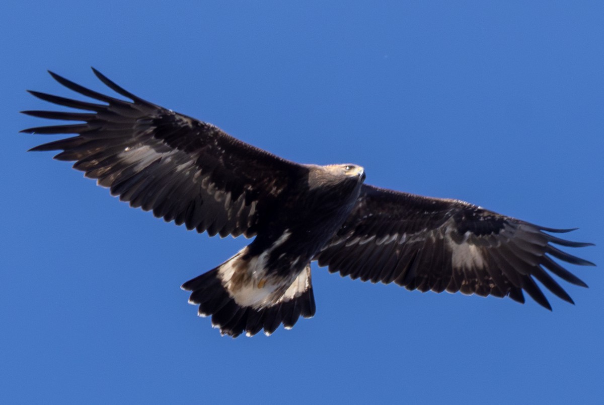Steinadler - ML611059453
