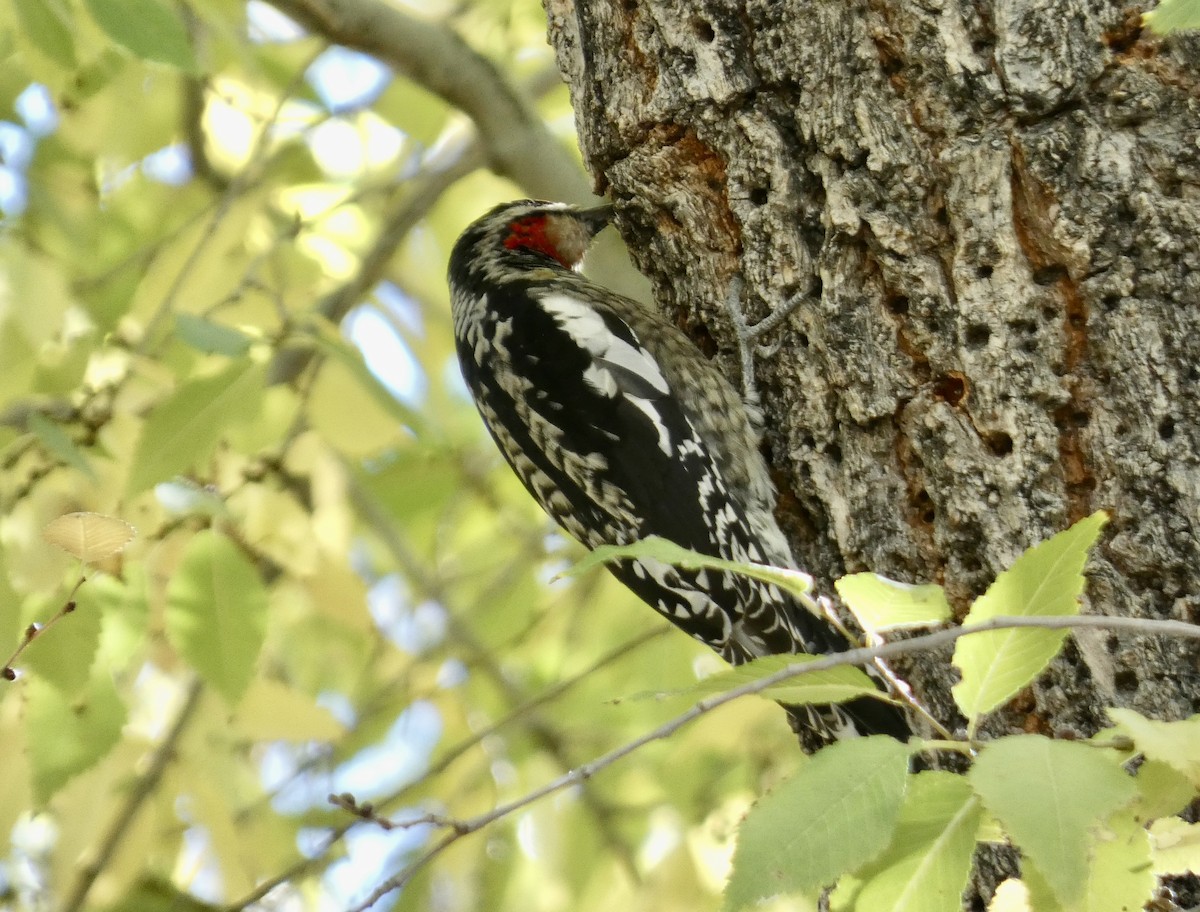 Red-naped Sapsucker - ML611059471