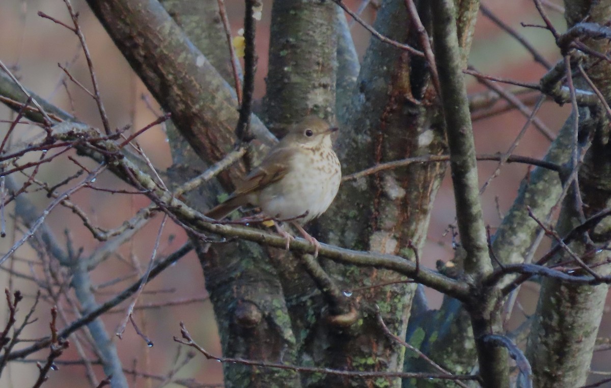 Hermit Thrush - ML611059489