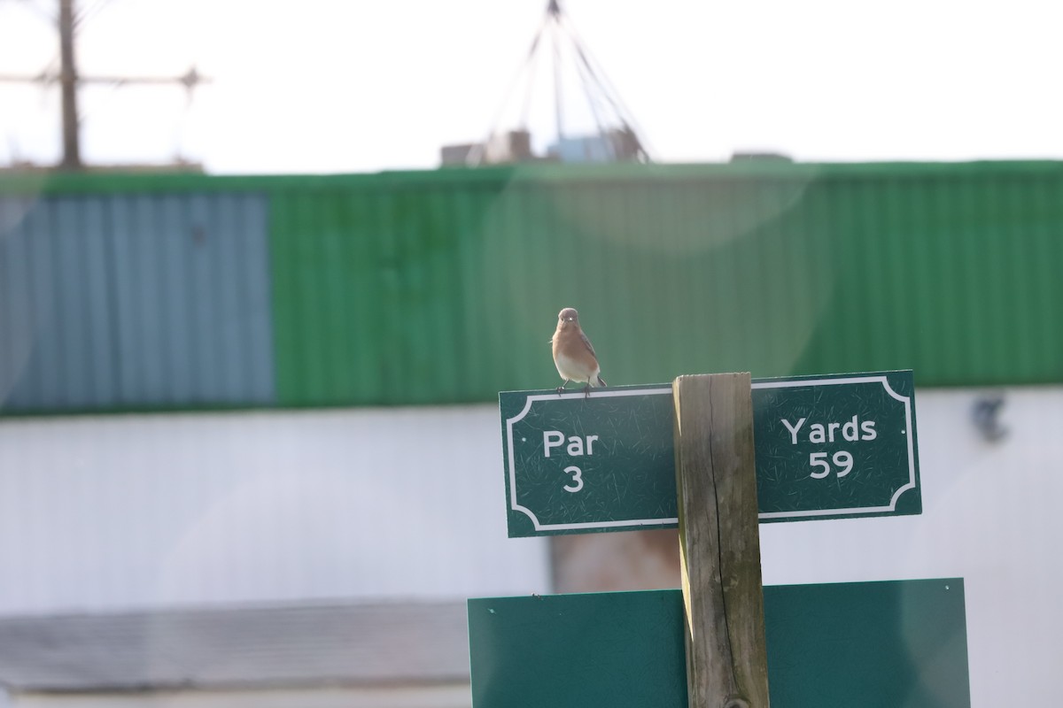 Eastern Bluebird - ML611059503