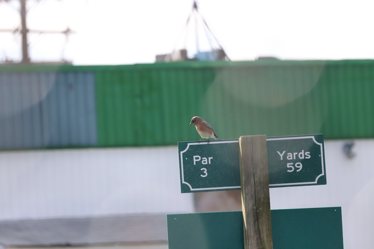 Eastern Bluebird - ML611059504