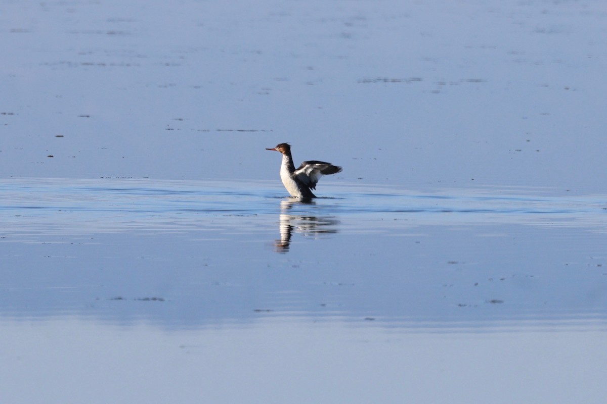 Red-breasted Merganser - vijay t