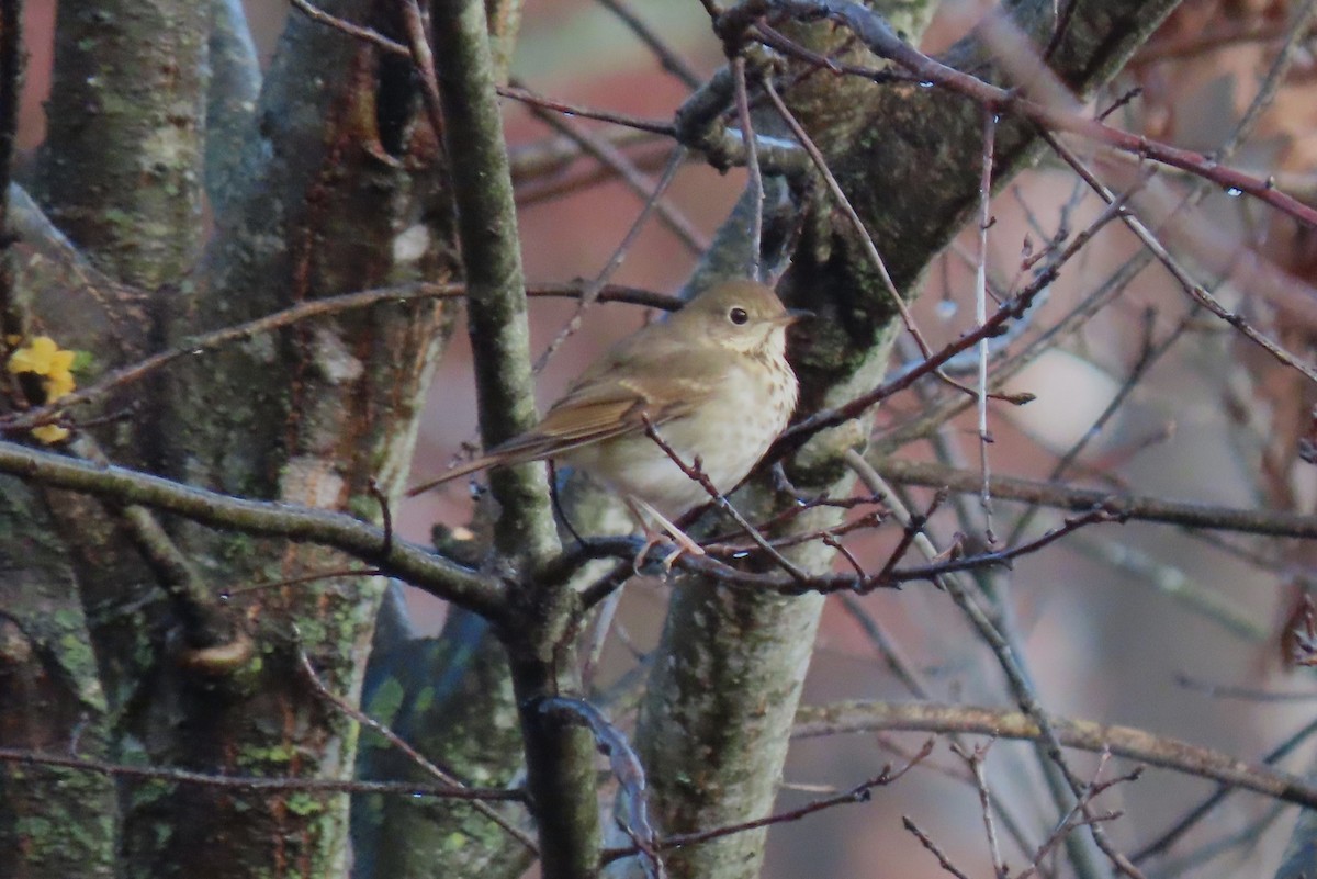 Hermit Thrush - ML611059533