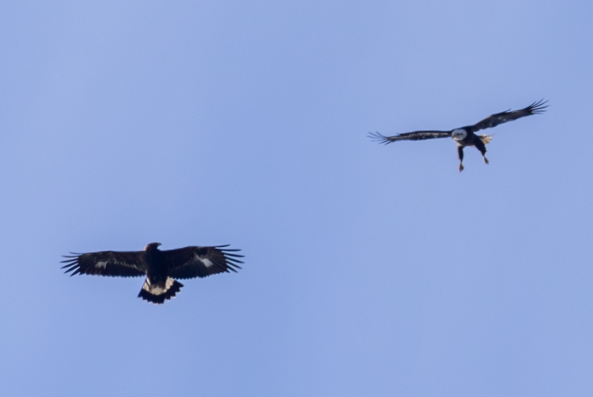 Steinadler - ML611059539