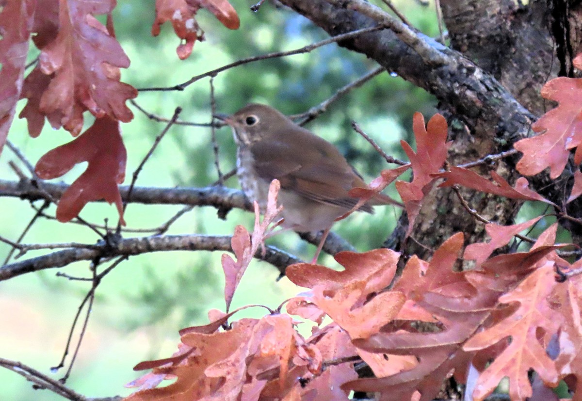 Hermit Thrush - ML611059602