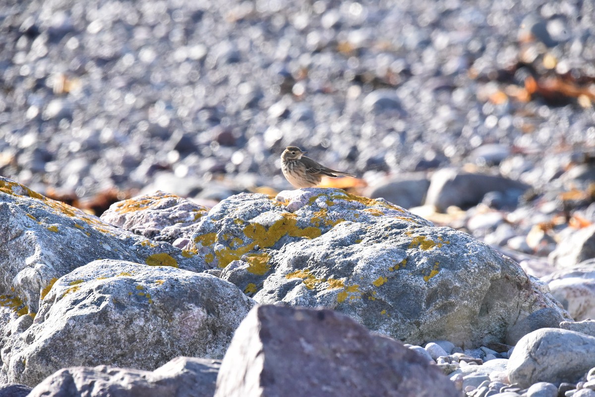 American Pipit - ML611059639