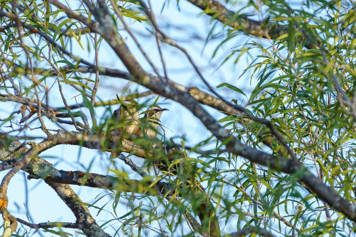 White-browed Babbler - ML611059642