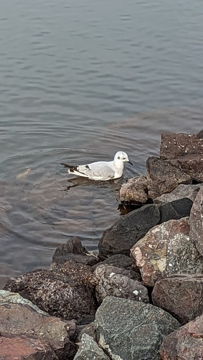 Bonaparte's Gull - ML611059648
