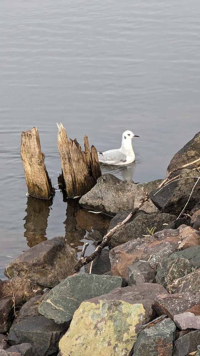 Bonaparte's Gull - ML611059649