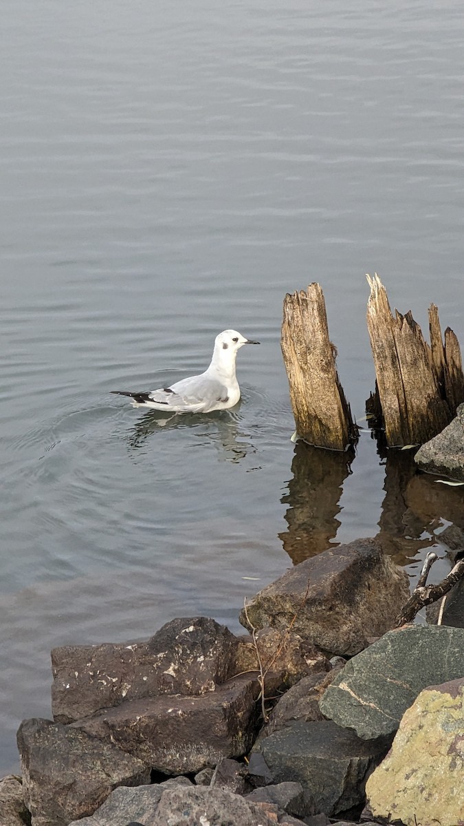 Bonaparte's Gull - ML611059651