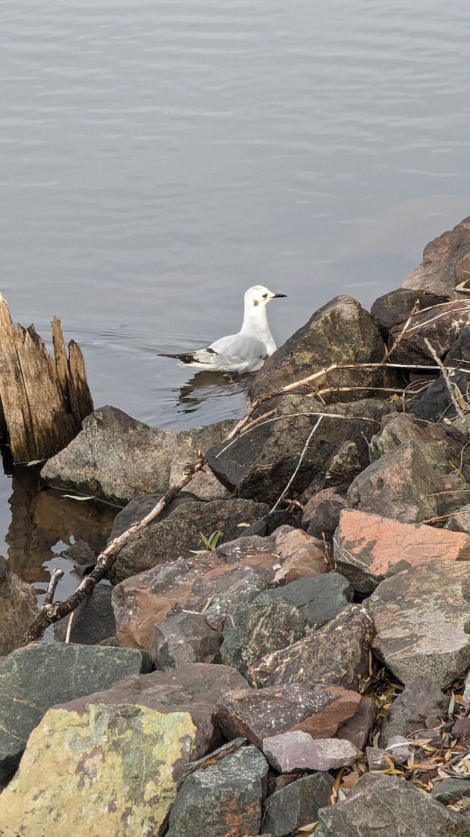 Bonaparte's Gull - ML611059652