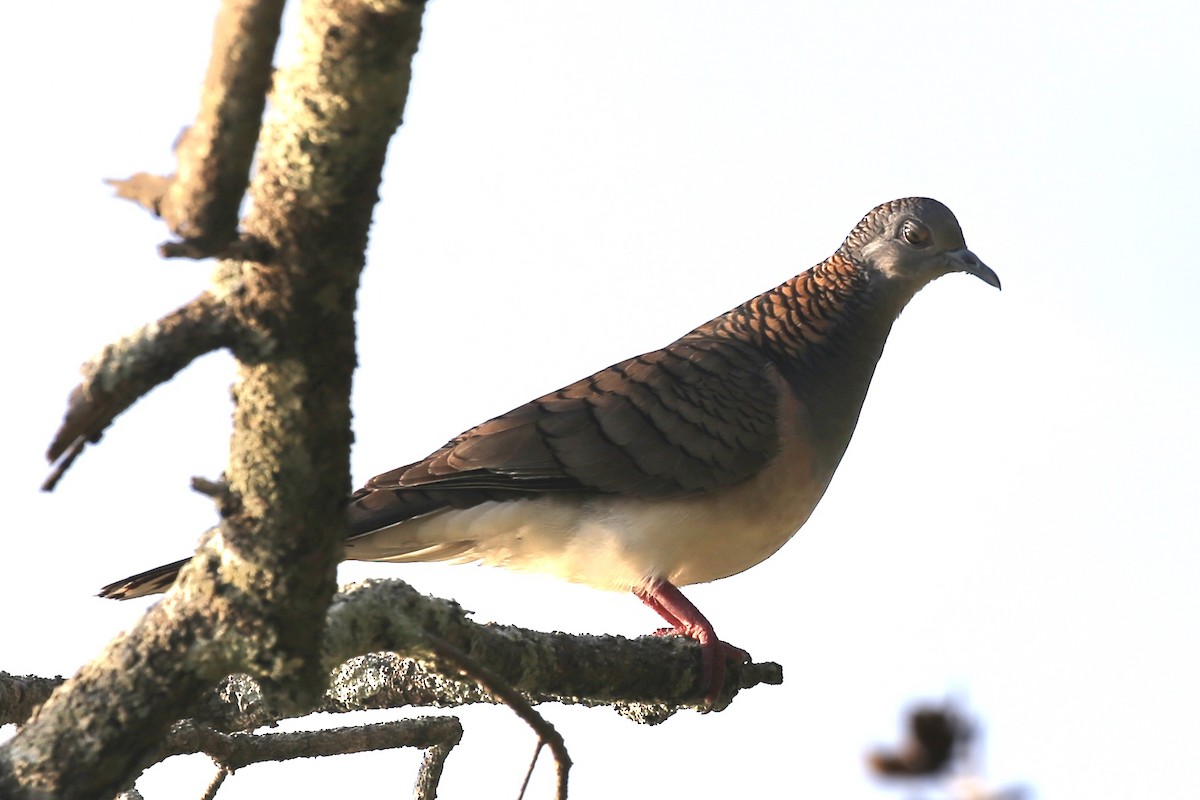 Bar-shouldered Dove - Jim Stone