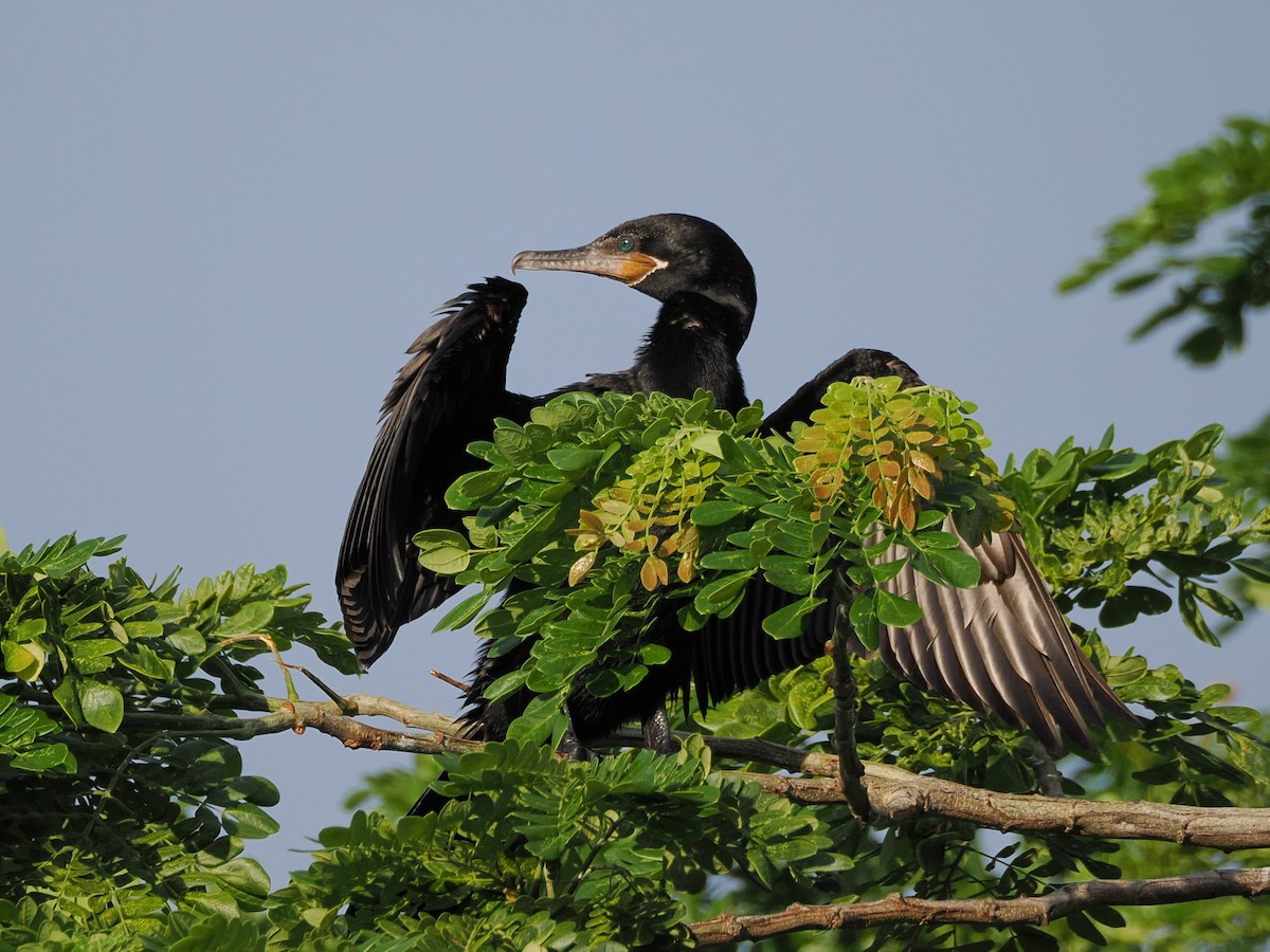 Neotropic Cormorant - ML611059744