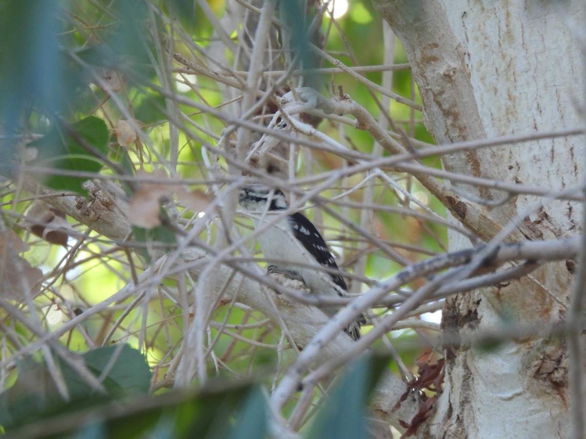 Downy Woodpecker - ML611059747