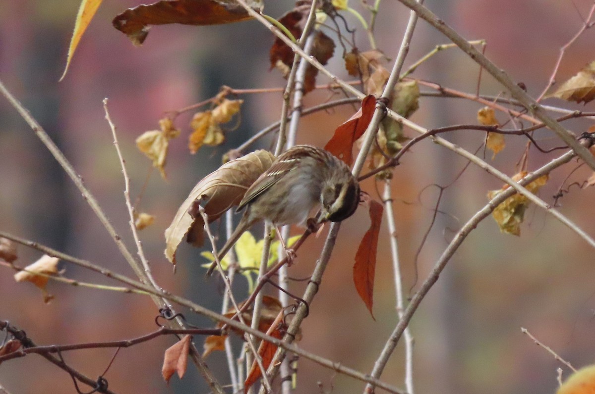 White-throated Sparrow - ML611059753