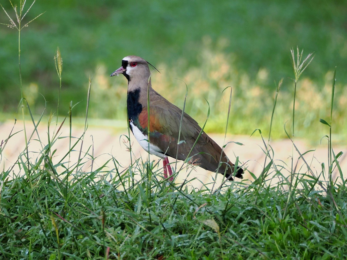 Southern Lapwing - Allan Strong