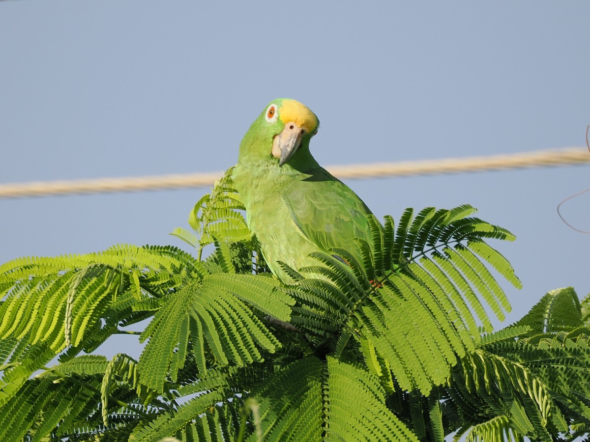 Yellow-crowned Parrot - ML611059770