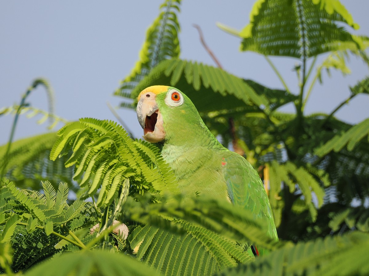 Yellow-crowned Parrot - ML611059771
