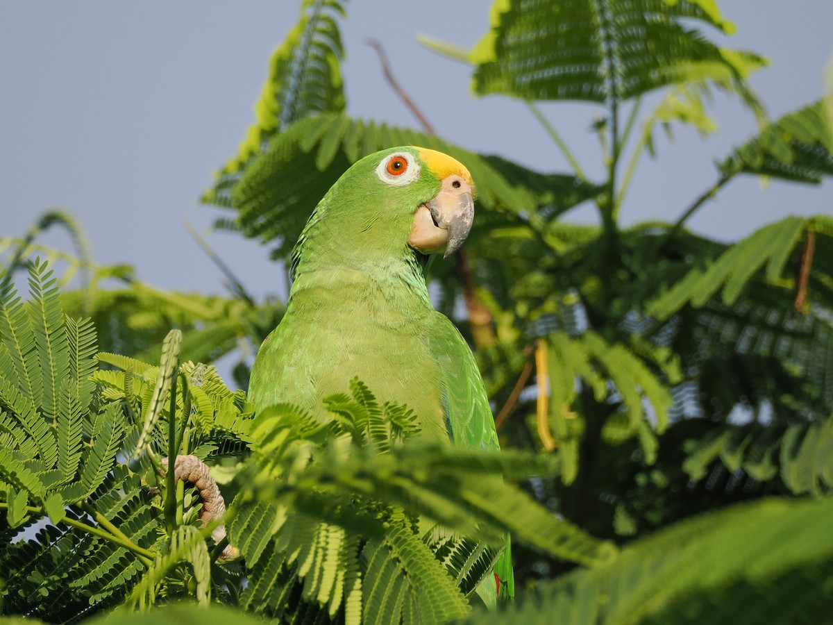 Yellow-crowned Parrot - Allan Strong