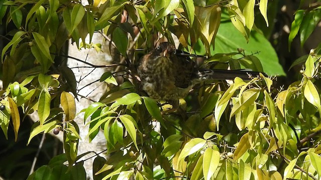 Pearly-eyed Thrasher - ML611059776