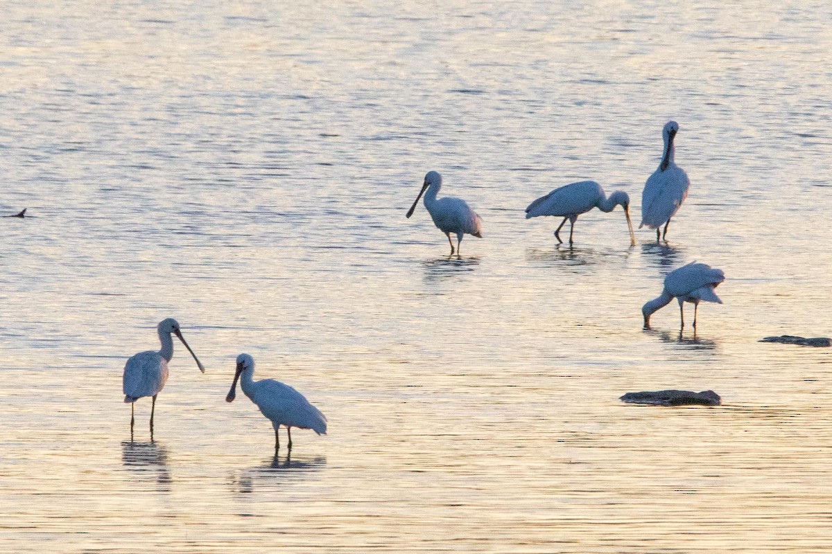 Eurasian Spoonbill - Brian Sullivan