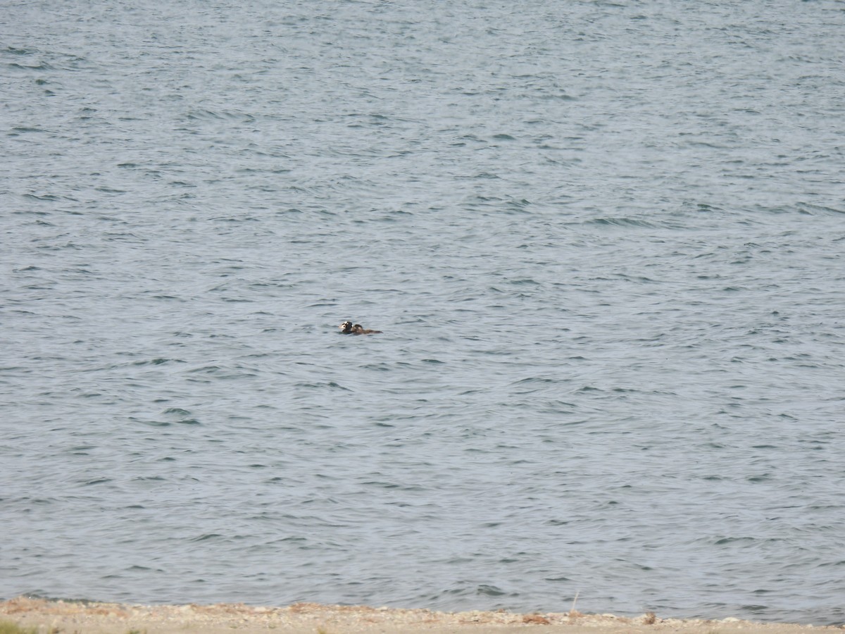 Surf Scoter - ML611059842