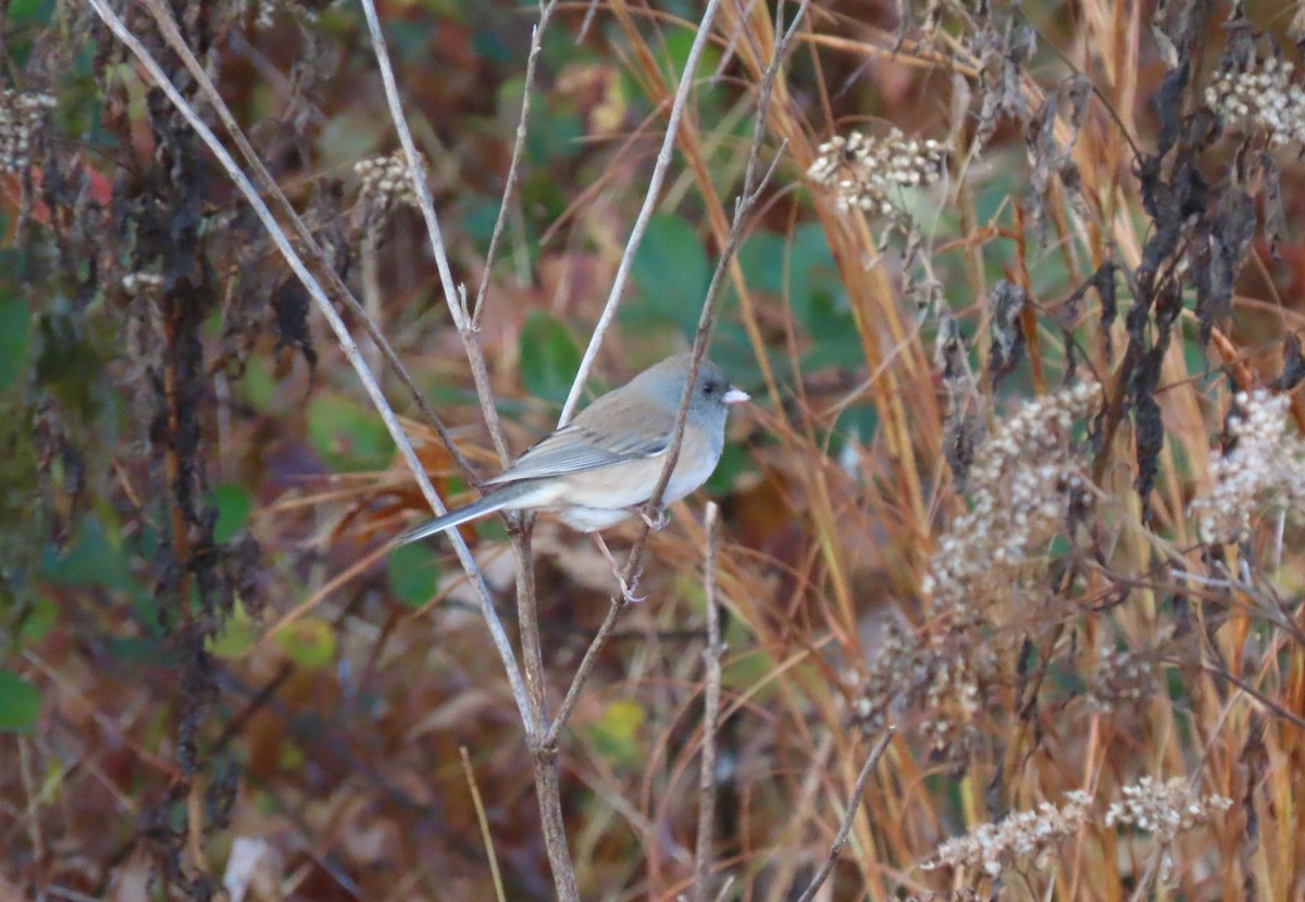 Junco ardoisé - ML611059929