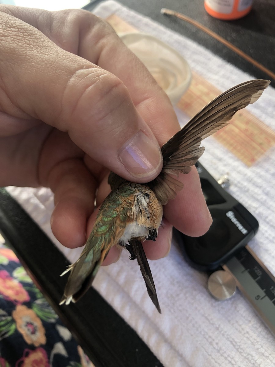 Rufous Hummingbird - ML611059933