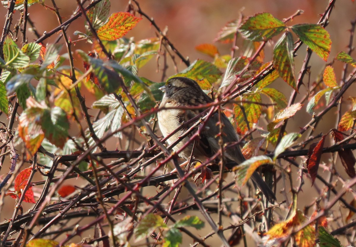 White-throated Sparrow - ML611059951