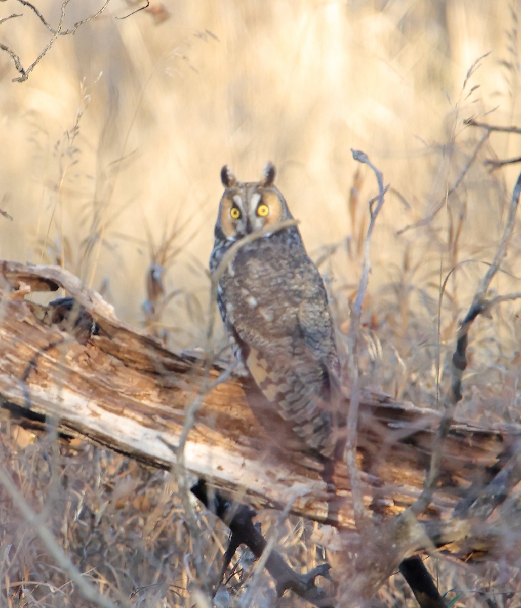 Long-eared Owl - ML611060017