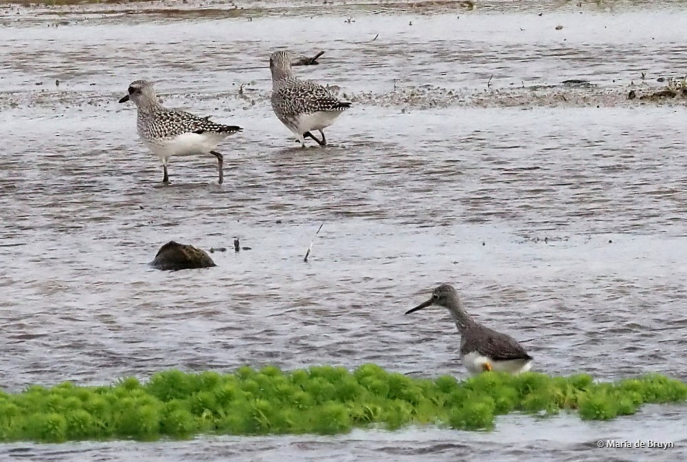 Black-bellied Plover - ML611060071