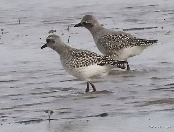 Black-bellied Plover - ML611060073