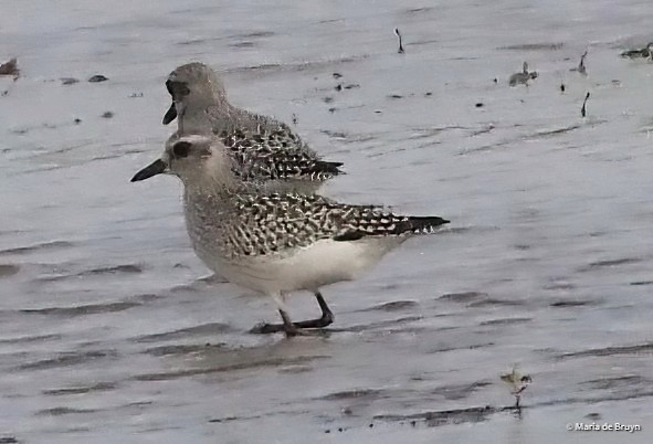 Black-bellied Plover - ML611060074