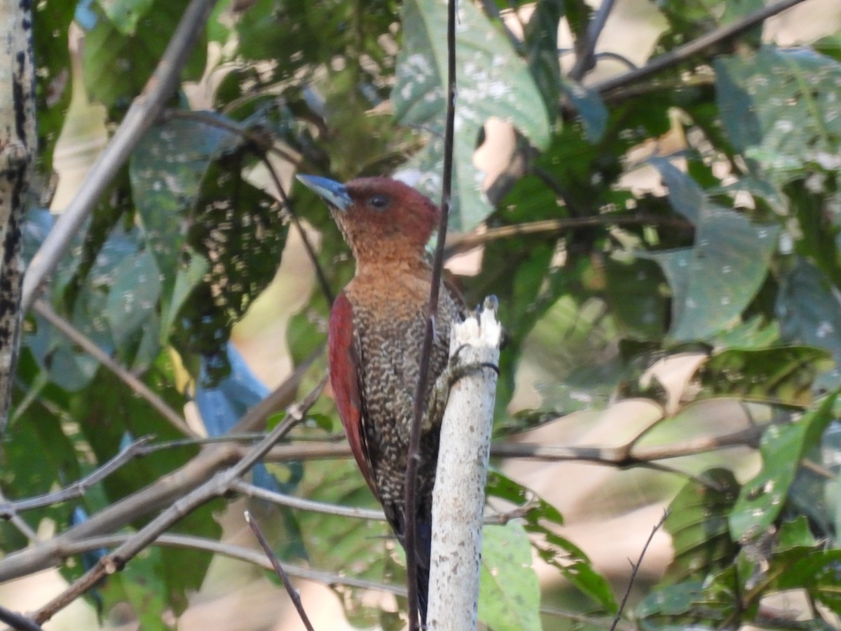 Rufous Woodpecker - ML611060076