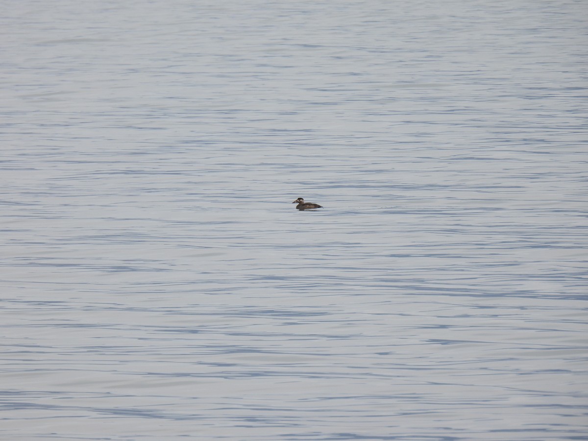 Surf Scoter - ML611060093